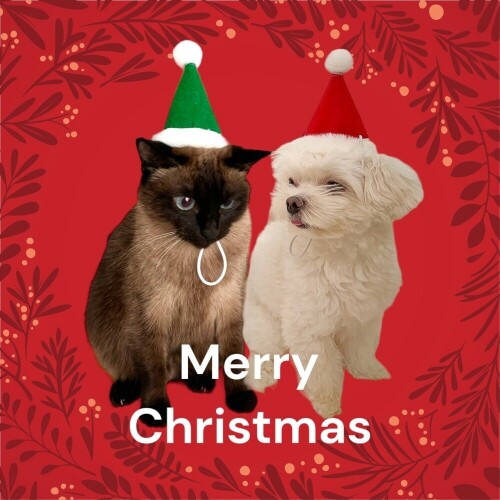 크리스마스 강아지 산타모자 꼬깔 고양이 고깔모자