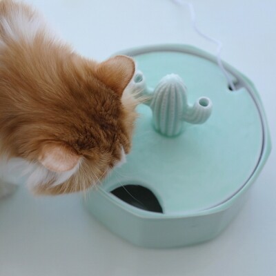 이지마켓B2B,오아시스 세라믹 고양이 정수기 자동 급수기