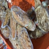 남해 제철 활 갑오징어 특대 1kg 생물 갑오징어회 통찜 숙회 횟감