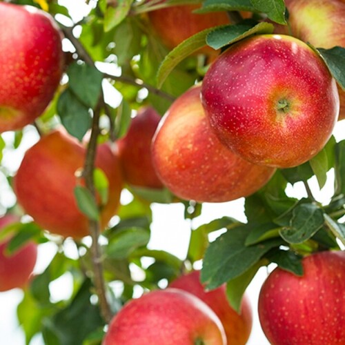 안동 스테비아 사과 가정용 흠과 5kg